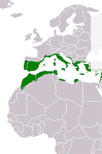 Macchia-mediterranea-map---Macchia-mediterranea---Wikipedia